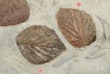 Twelve Fossil Leaves (Zizyphoides, Beringiaphyllum & Davidia) -Montana #188744-7